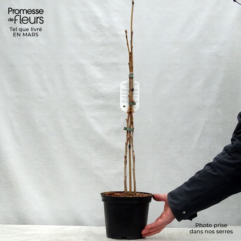 Spécimen de Ginkgo biloba - Arbre aux quarante écus Pot de 2L/3L tel que livré au printemps