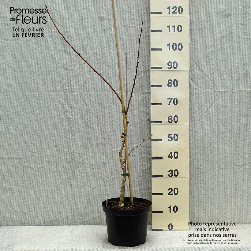 Spécimen de Ginkgo biloba Autumn Gold - Arbre aux quarante écus Pot de 6L/7L tel que livré en hiver