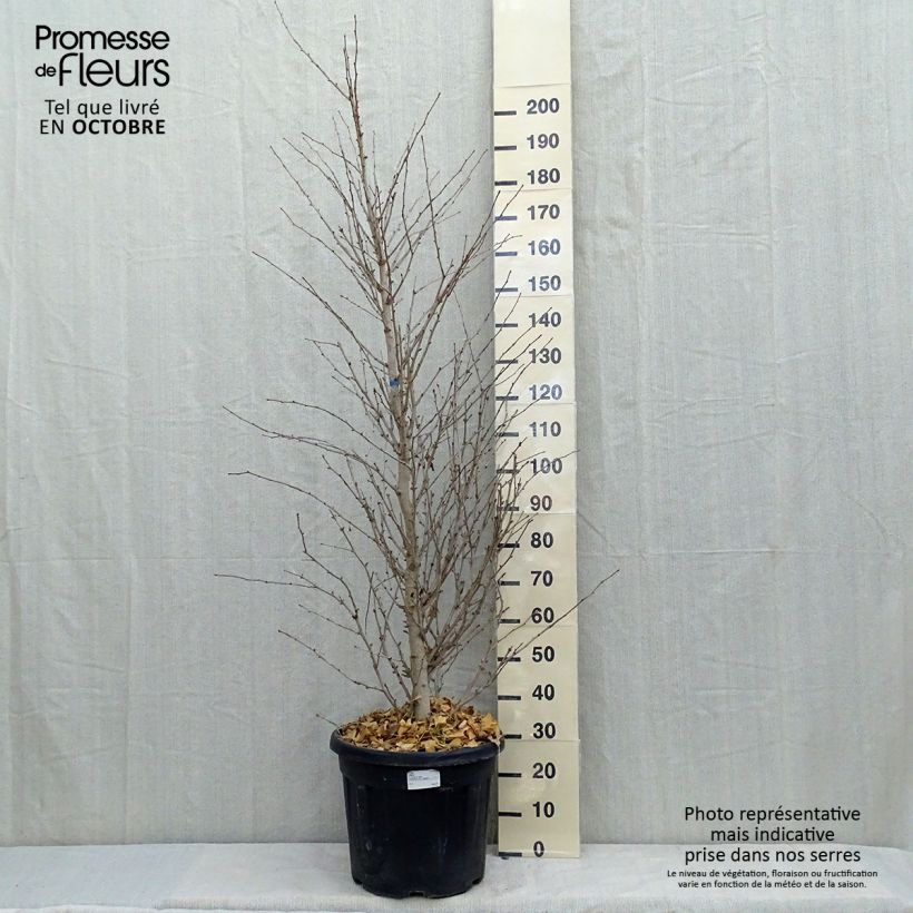Spécimen de Ginkgo biloba Eiffel Pot de 30L/35L tel que livré en automne