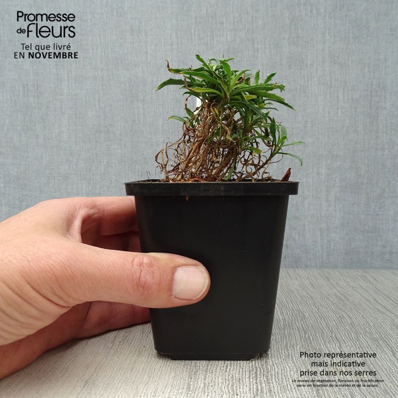 Spécimen de Giroflée - Erysimum Constant Cheer Godet de 8/9 cm tel que livré en automne