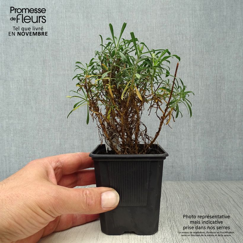 Spécimen de Giroflée arbustive - Erysimum Bowles Mauve Godet de 8/9 cm, PERSISTANT tel que livré en automne