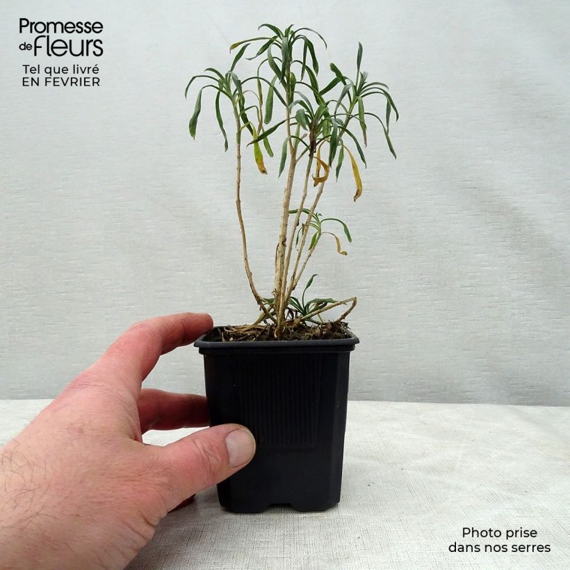 Spécimen de Giroflée arbustive - Erysimum Bowles Mauve Godet de 8/9 cm, PERSISTANT tel que livré en hiver