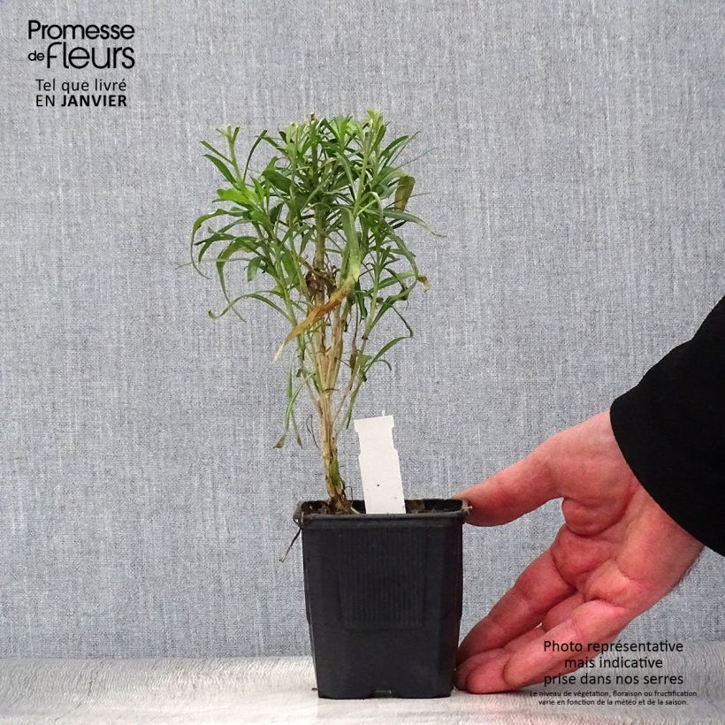 Spécimen de Giroflée vivace - Erysimum Poem Lavender  Godet de 8/9 cm tel que livré en hiver