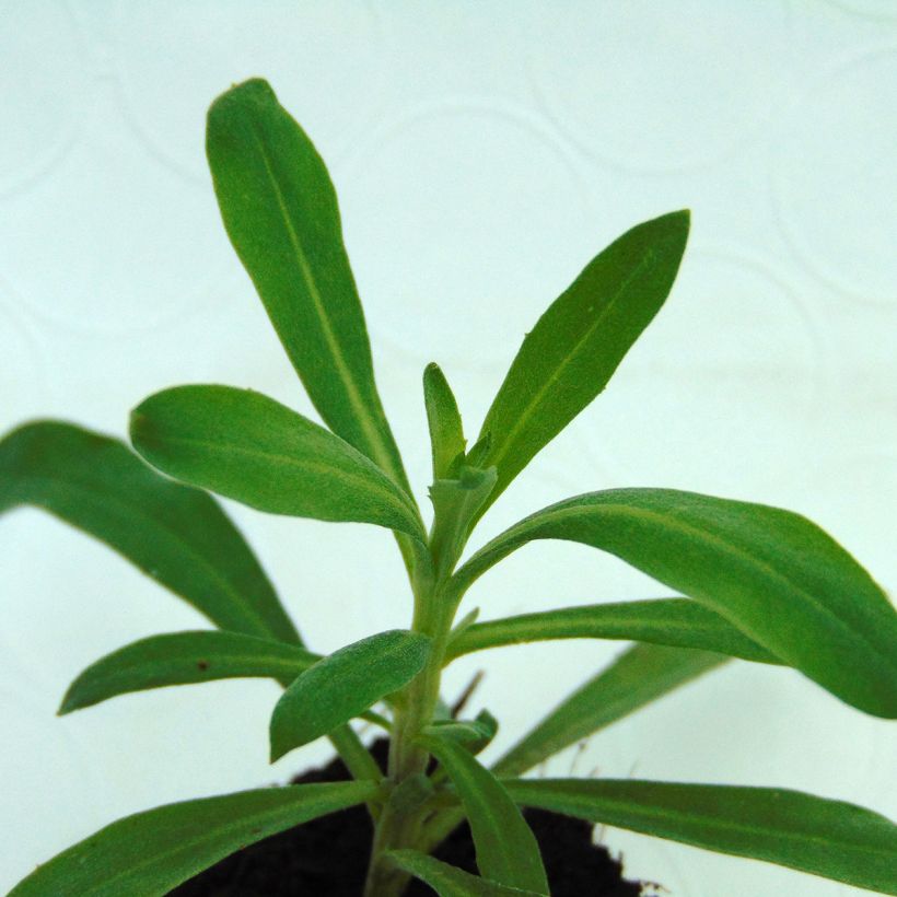 Erysimum Rysi Moon Improved (Folhagem)