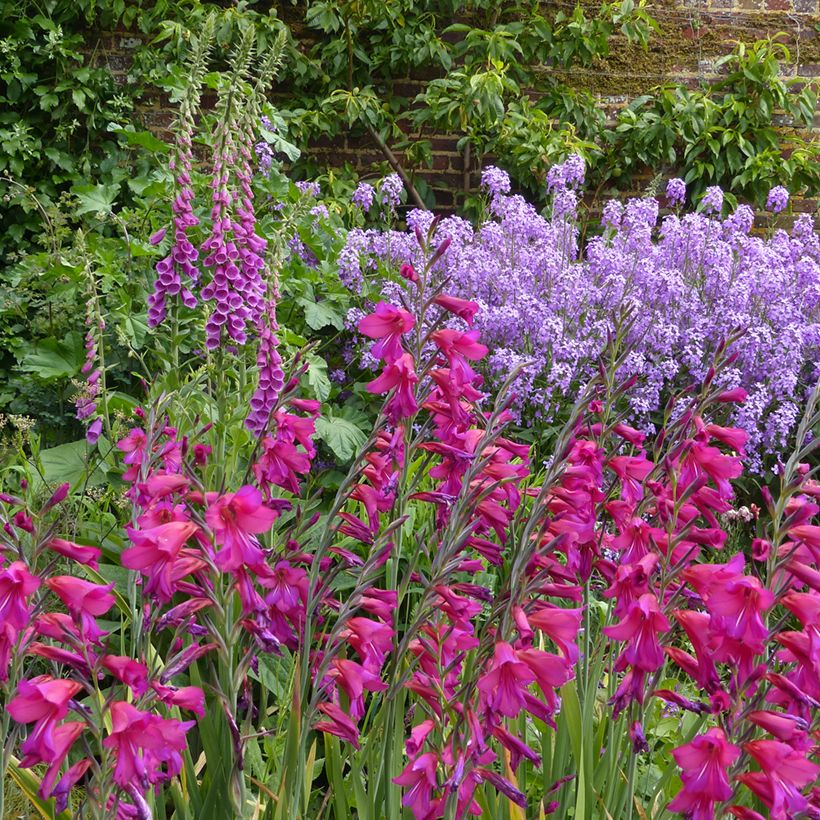 Glaïeul de Byzance - Gladiolus byzantinus Whistling Jack (Port)