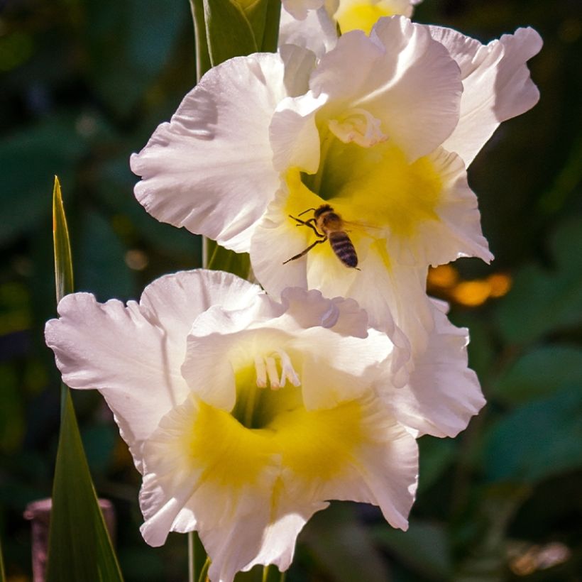 Glaïeul ou Gladiolus Break of Dawn (Floraison)