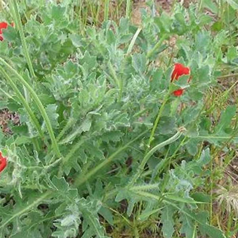 Glaucium corniculatum - Pavot cornu, Glaucienne (Feuillage)
