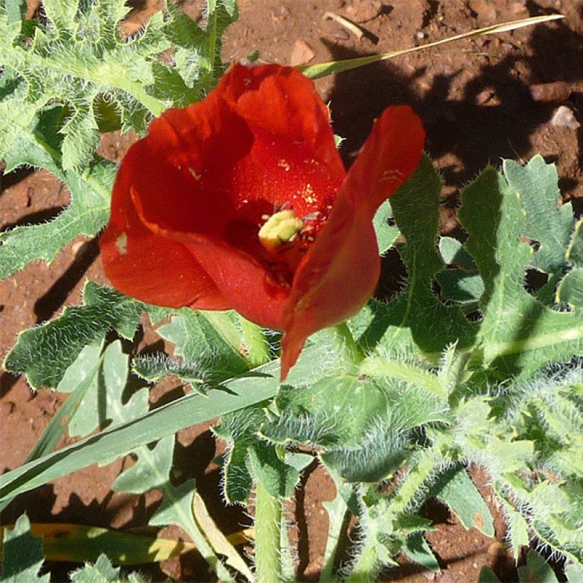 Glaucium corniculatum - Pavot cornu, Glaucienne (Floraison)