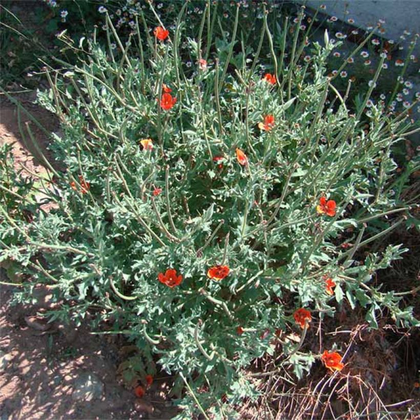 Glaucium corniculatum - Pavot cornu, Glaucienne (Port)