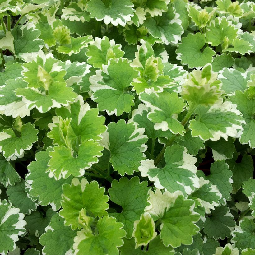 Glechoma hederacea Variegata - Lierre terrestre panaché (Feuillage)