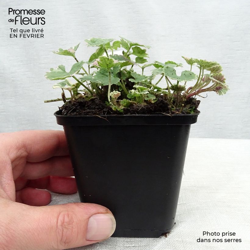 Spécimen de Glechoma hederacea Variegata - Lierre terrestre panaché Godet de 8/9 cm tel que livré en hiver