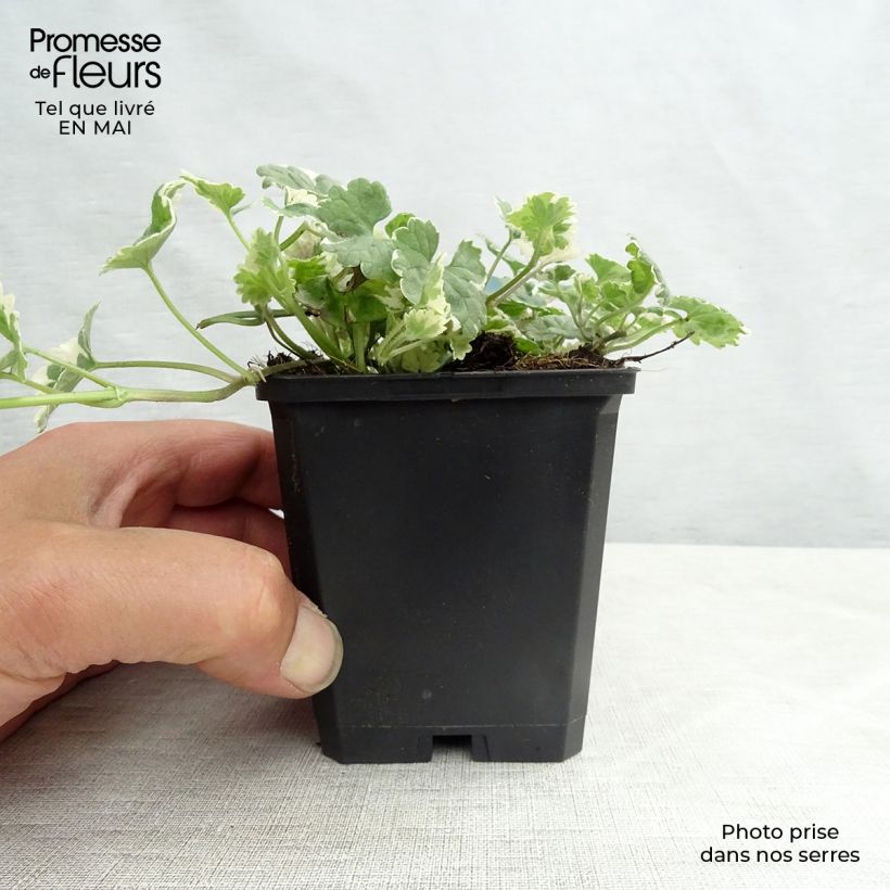 Spécimen de Glechoma hederacea Variegata - Lierre terrestre panaché Godet de 8/9 cm tel que livré au printemps