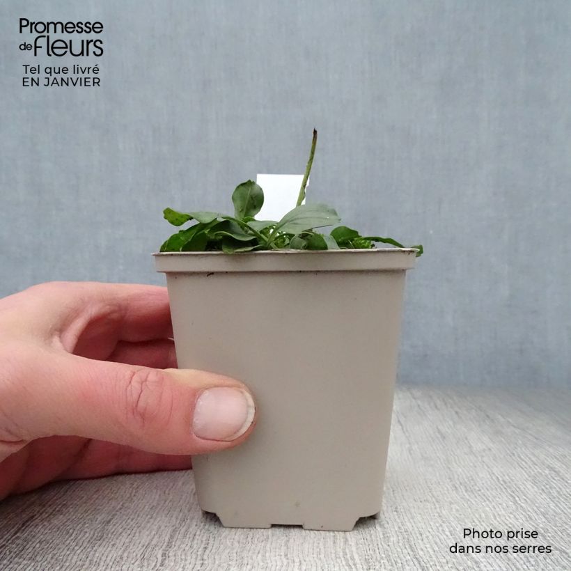 Spécimen de Globularia punctata - Globulaire commune Godet de 8/9 cm tel que livré en hiver