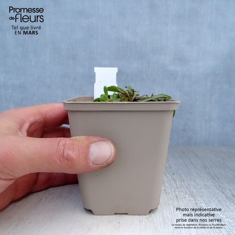 Spécimen de Globularia trichosantha - Globulaire Godet de 8/9 cm tel que livré au printemps