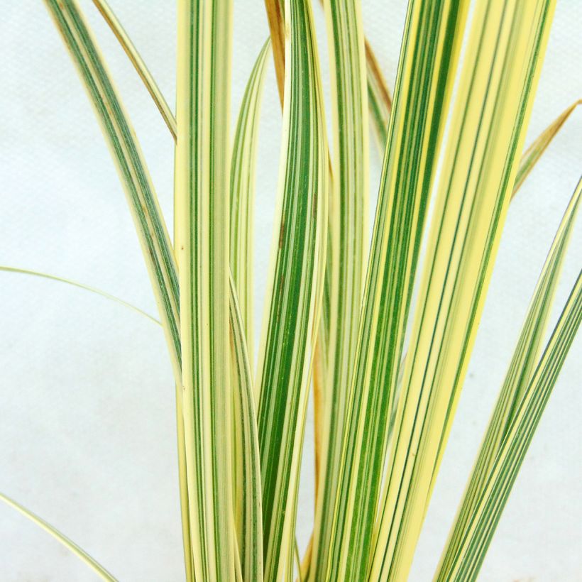 Glyceria maxima Variegata - Glycerie panachée (Feuillage)