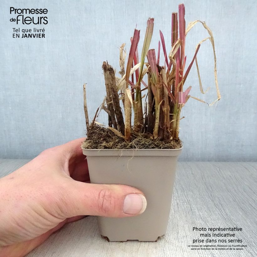 Spécimen de Glyceria maxima Variegata - Glycerie panachée Godet de 8/9 cm tel que livré en hiver