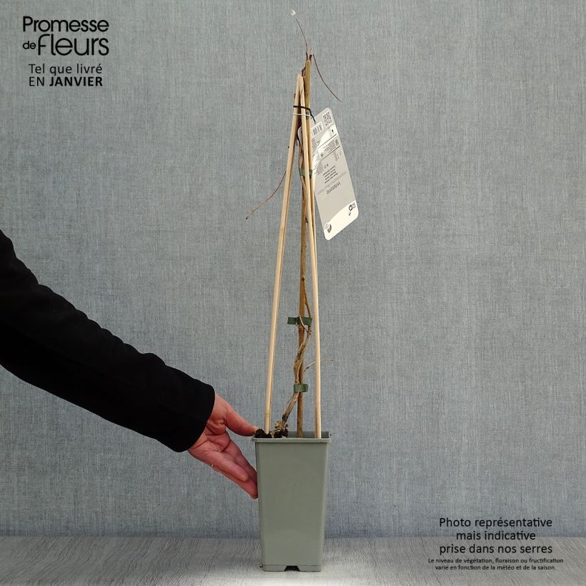 Spécimen de Glycine Blue Moon - Wisteria frutescens var. macrostachya Pot de 2L/3L tel que livré en hiver