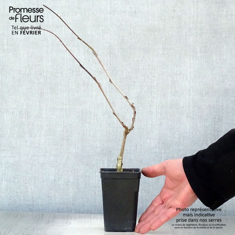 Spécimen de Glycine Grande Diva Barbara - Wisteria (x) venusta Pot de 1L/1,5L, Plant greffé tel que livré en hiver