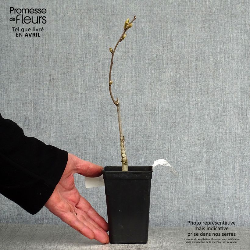 Spécimen de Glycine Grande Diva Barbara - Wisteria (x) venusta Pot de 1L/1,5L, Plant greffé tel que livré au printemps