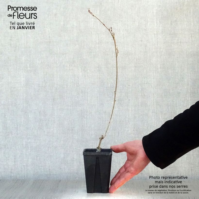 Spécimen de Glycine Grande Diva Cecilia - Wisteria (x) venusta  Godet de 8/9 cm, Plant greffé tel que livré en hiver