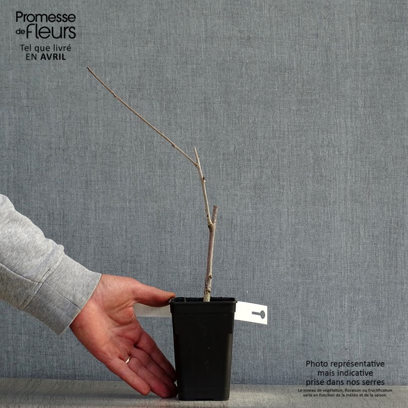 Spécimen de Glycine Grande Diva Cecilia - Wisteria (x) venusta  Godet de 8/9 cm, Plant greffé tel que livré au printemps