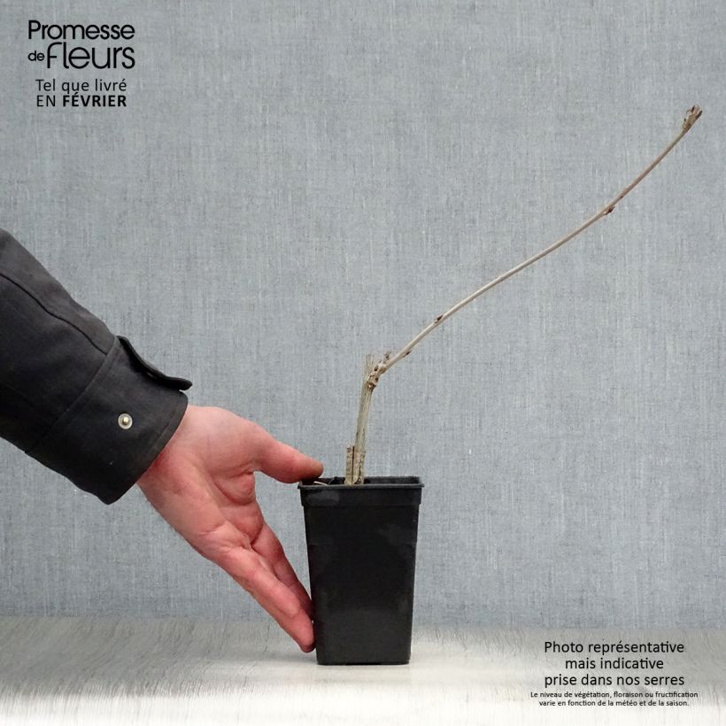 Spécimen de Glycine Grande Diva Maria - Wisteria (x) venusta Pot de 1L/1,5L tel que livré en hiver