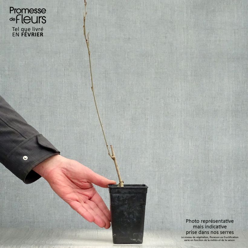 Spécimen de Glycine Grande Diva Nathalie - Wisteria (x) venusta Pot de 1L/1,5L, Plant greffé tel que livré en hiver