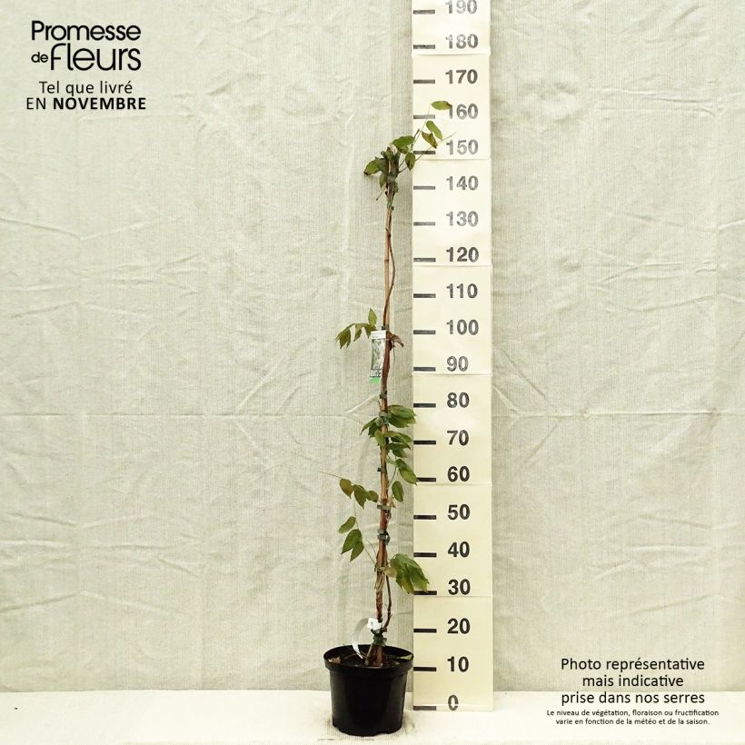 Spécimen de Glycine - Wisteria brachybotrys White Silk Pot de 4L/5L tel que livré en automne