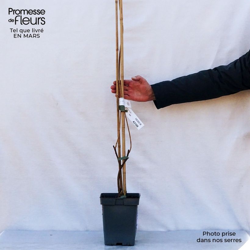 Spécimen de Glycine - Wisteria frutescens Longwood Purple Pot de 3L/4L tel que livré au printemps