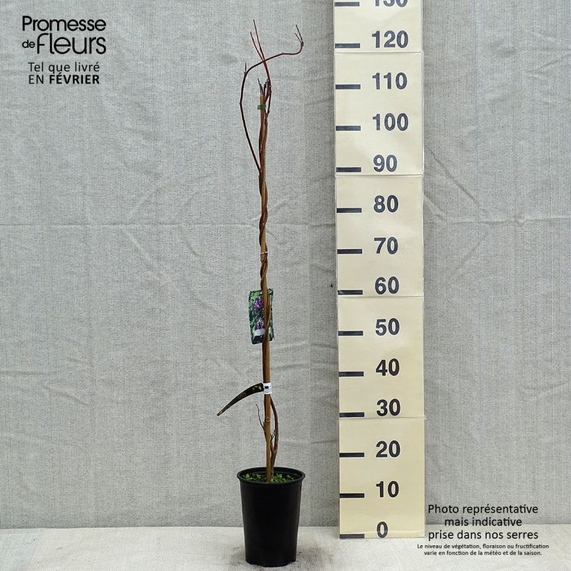 Spécimen de Glycine - Wisteria frutescens Longwood Purple Pot de 3L/4L tel que livré en hiver