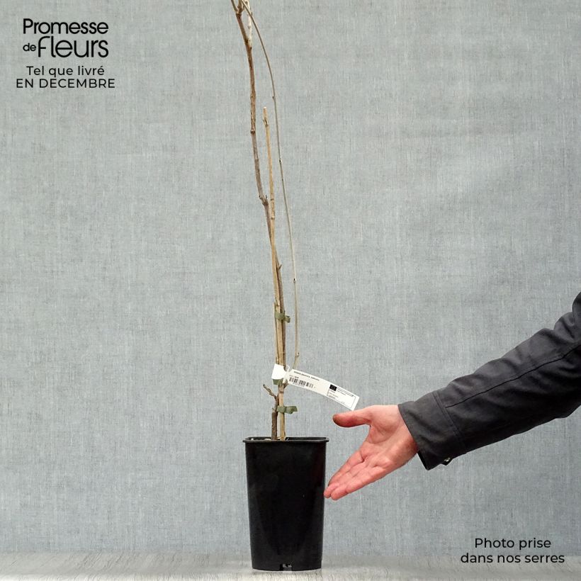 Spécimen de Glycine d'été - Millettia japonica Satsuma Pot de 2L/3L, Plant greffé de + de 18 mois tel que livré en hiver