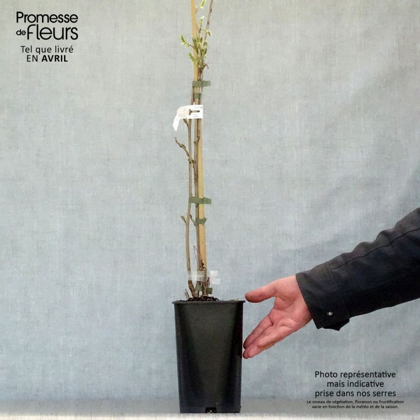 Spécimen de Glycine de Chine Caroline - Wisteria sinensis Pot de 2L/3L, Plant greffé de + de 18 mois tel que livré au printemps