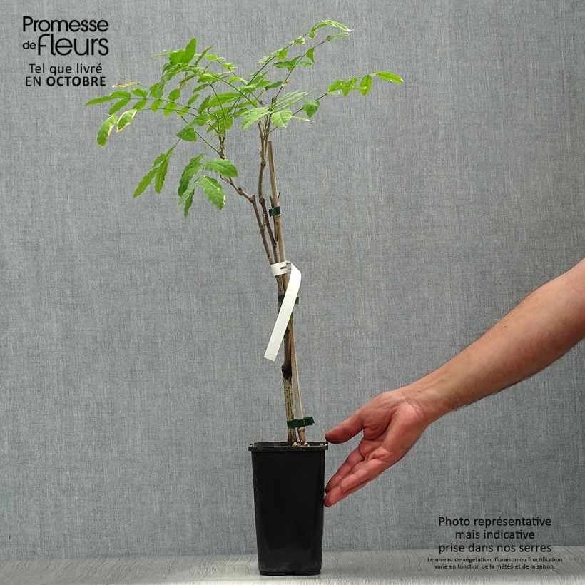 Spécimen de Glycine de Chine - Wisteria sinensis Prolific Pot de 1,5L/2L tel que livré en automne