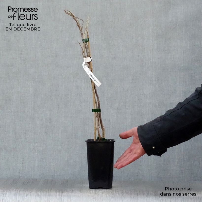 Spécimen de Glycine de Chine - Wisteria sinensis Prolific Pot de 1,5L/2L tel que livré en hiver