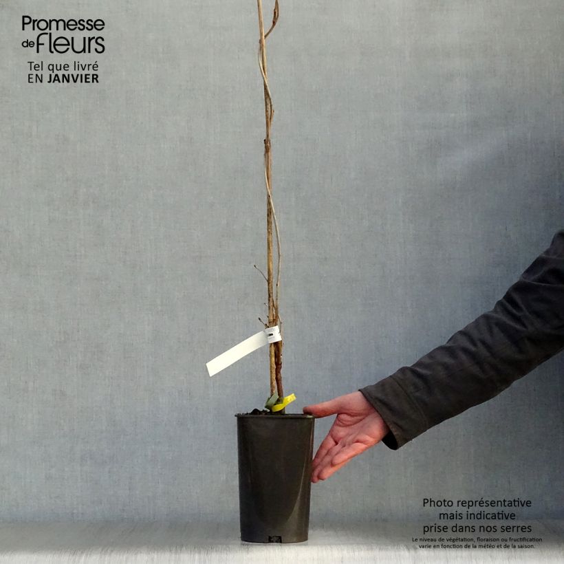 Spécimen de Glycine du Japon - Wisteria floribunda Alba Pot de 1,5L/2L, Plant greffé de + de 18 mois tel que livré en hiver