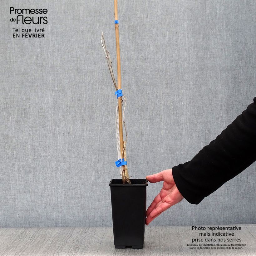 Spécimen de Glycine du Japon - Wisteria floribunda Domino ou Issai Pot de 1,5L/2L tel que livré en hiver