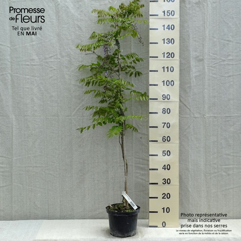 Exemplar von Wisteria floribunda Domino - Reichblütige Glyzinie Topf mit 3L/4L wie im Frühjahr geliefert
