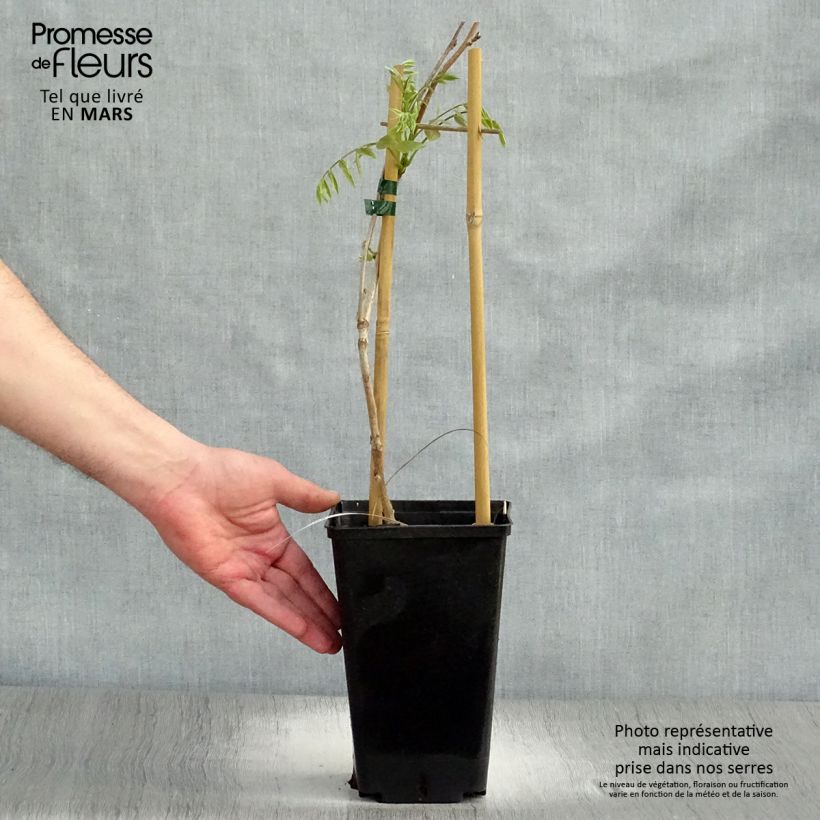 Amostra de Wisteria floribunda Honbeni - Glicínia-japonesa Vaso de 2 L/3 L tal como entregue na primavera