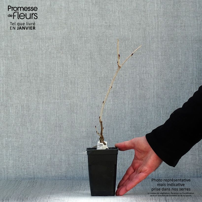 Spécimen de Glycine du Japon - Wisteria floribunda Macrobotrys Godet de 8/9 cm tel que livré en hiver