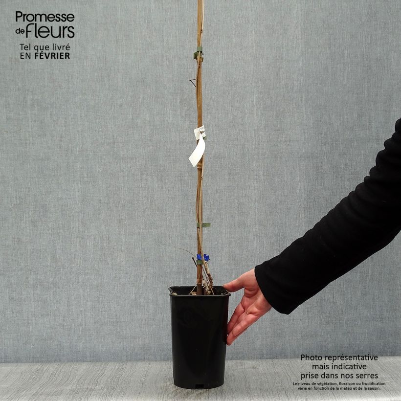 Spécimen de Glycine du Japon - Wisteria floribunda Violacea Plena (Black Dragon) Pot de 2L/3L, Plant greffé de + de 18 mois tel que livré en hiver