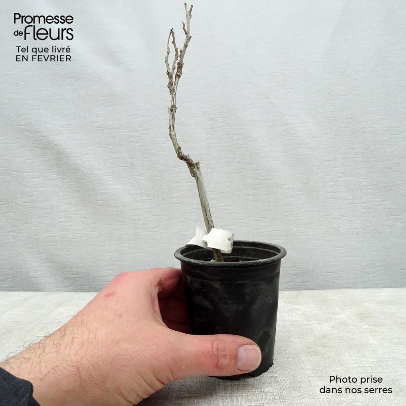 Spécimen de Glycine du Japon - Wisteria floribunda  Godet de 8/9 cm tel que livré en hiver