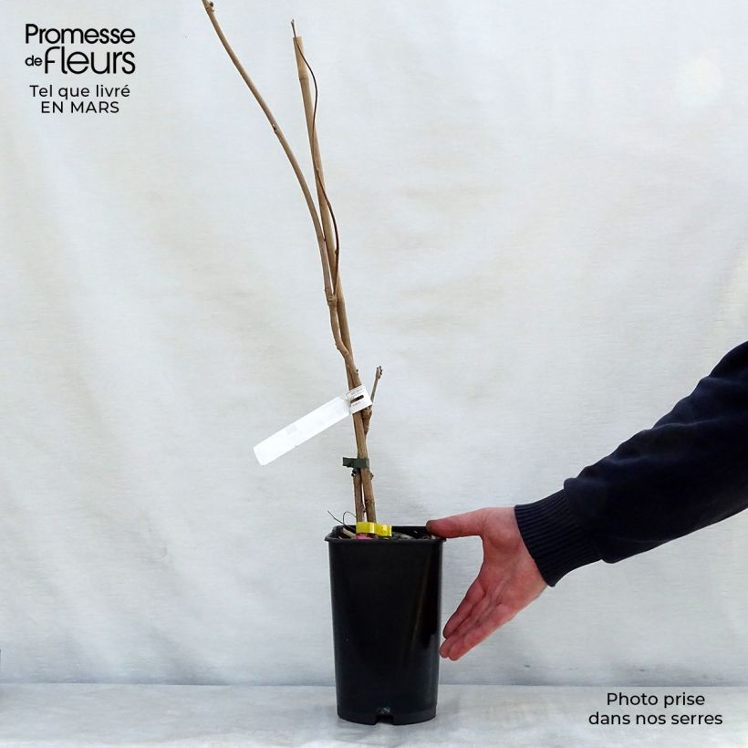 Spécimen de Glycine du Japon - Wisteria venusta Pot de 2L/3L, Plant greffé de + de 18 mois tel que livré au printemps