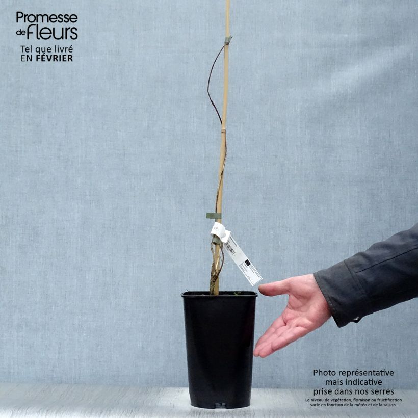 Spécimen de Glycine du Japon - Wisteria venusta Pot de 2L/3L, Plant greffé de + de 18 mois tel que livré en hiver