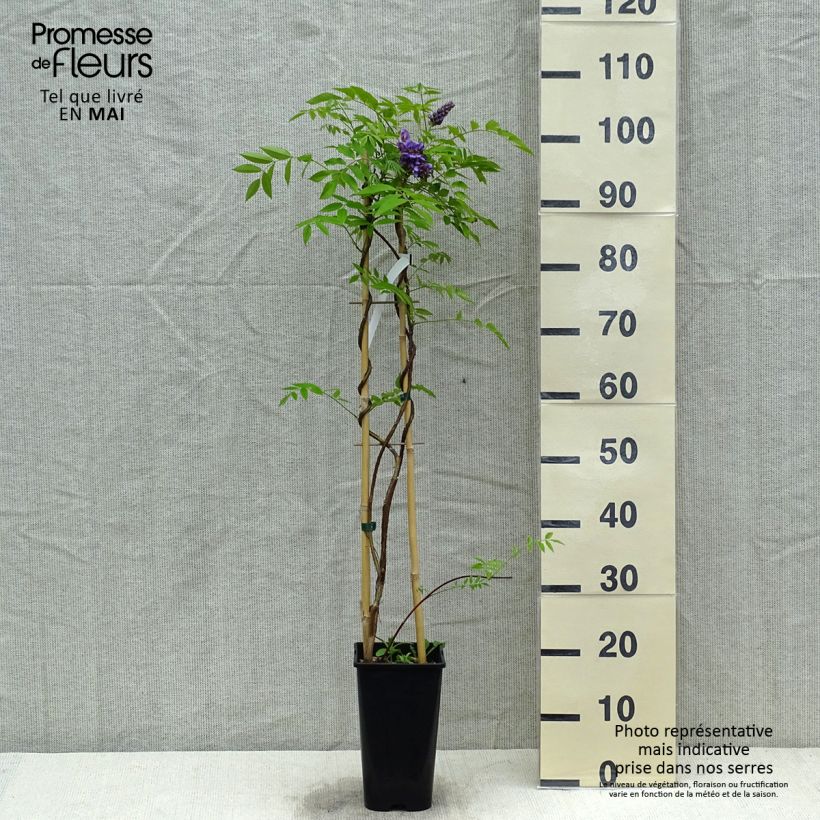 Spécimen de Glycine frutescens - Wisteria frutescens Pot de 3L/4L tel que livré au printemps