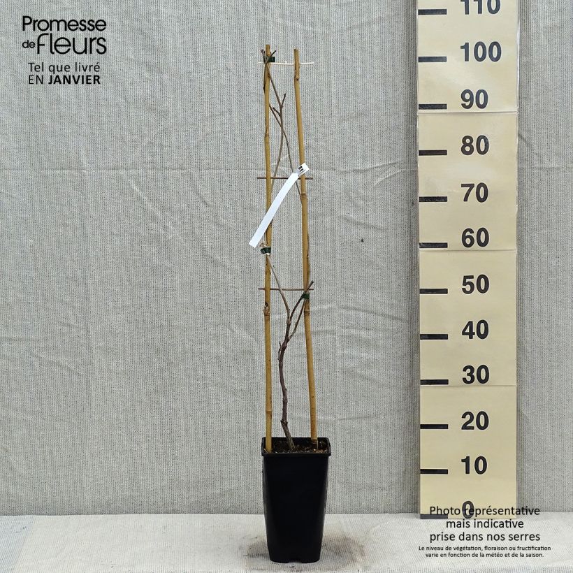 Spécimen de Glycine japonaise - Wisteria floribunda Ed's Blue Dragon Pot de 2L/3L tel que livré en hiver