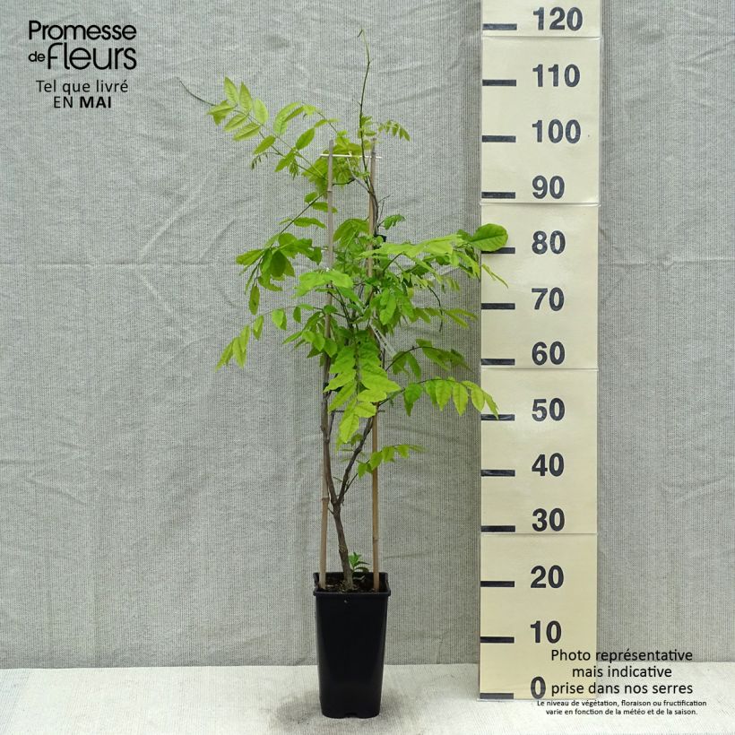 Wisteria floribunda Ed's Blue Dragon - Glicine Vaso da 2L/3L esemplare consegnato in primavera