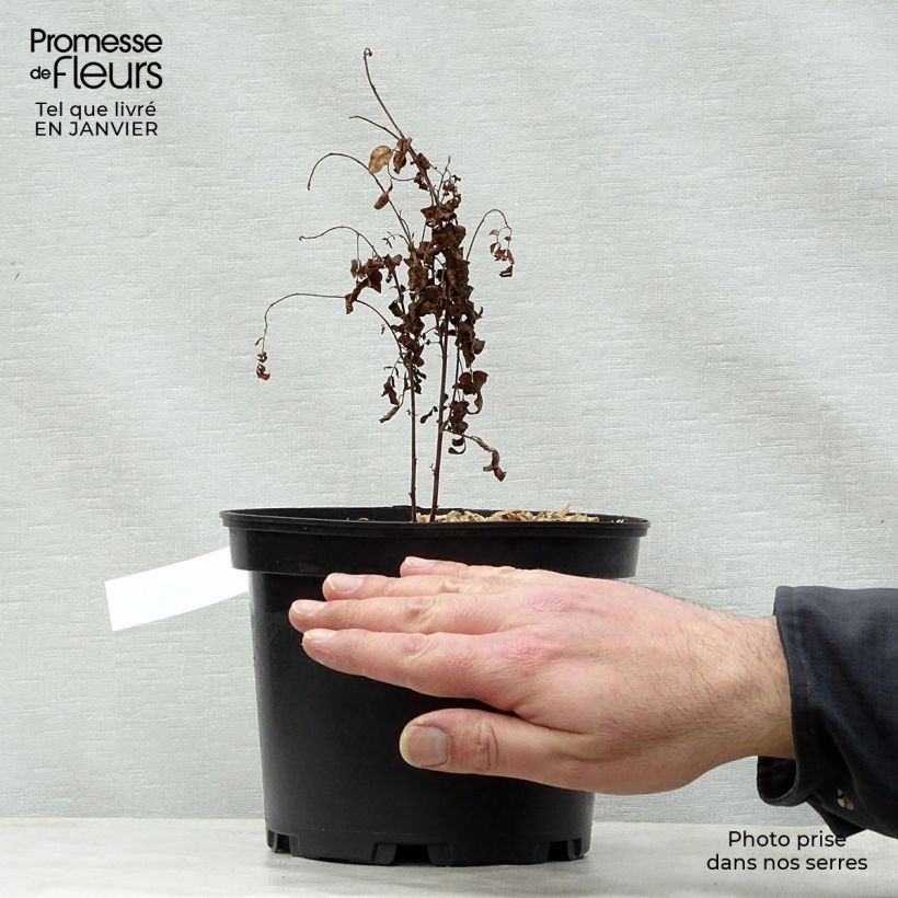 Spécimen de Glycyrrhiza glabra - Réglisse glabre Pot de 2L/3L tel que livré en hiver