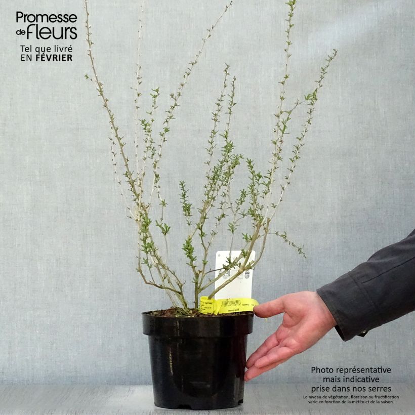 Spécimen de Goji Big Lifeberry - Lycium barbarum Pot de 1,5L/2L, Touffe tel que livré en hiver