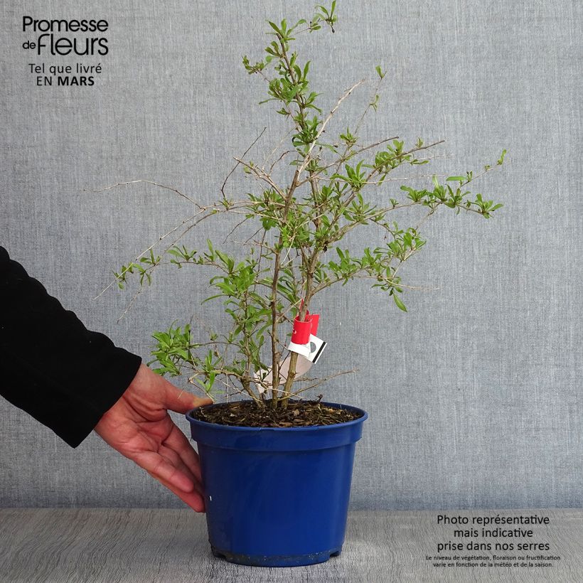 Spécimen de Goji Gojidelys - Lycium barbarum Pot de 2L/3L, Touffe tel que livré en hiver