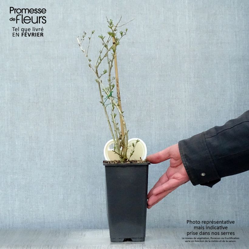 Spécimen de Goji Instant Success - Lycium barbarum Pot de 1,5L/2L tel que livré en hiver